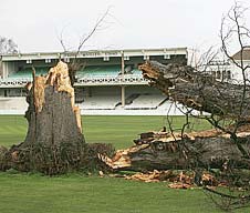 The famous lime tree at Kent's ground in Canterbury which was blown down by high winds after 158 years