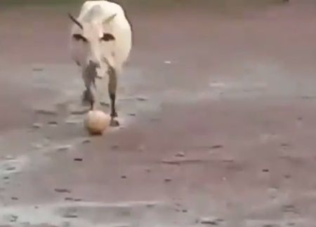 Cow playing football