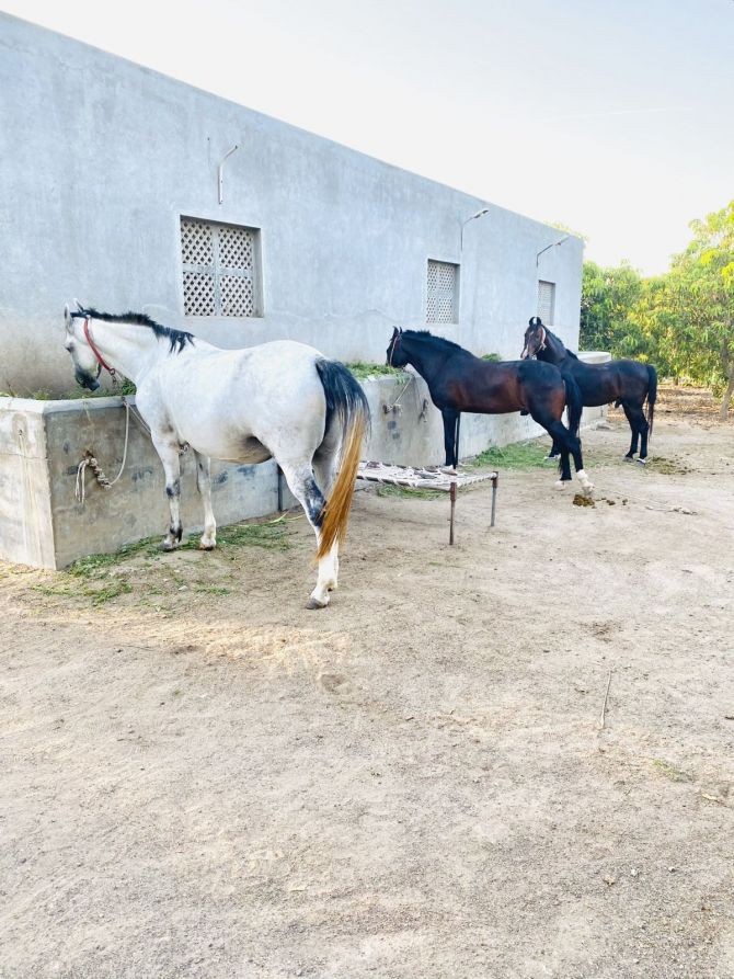 Ravindra Jadeja tweeted pictures of his farmhouse where he keeps his beloved horses 