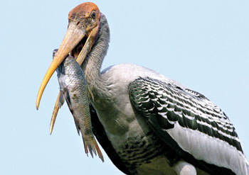 A painted stork holds a fish at a New Delhi zoo