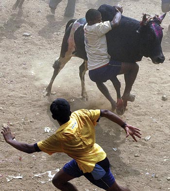A man attempts to hold down a bull during a bull-taming festival on the outskirts of Madurai
