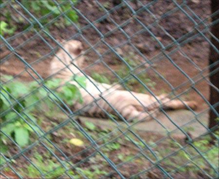 A white tiger resting at the Sanjay Gandhi National Park