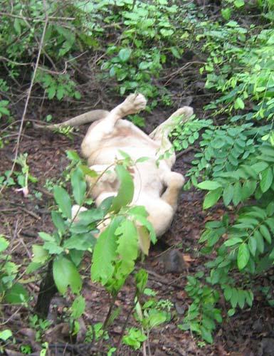 A lioness rolls onto her back for a nap