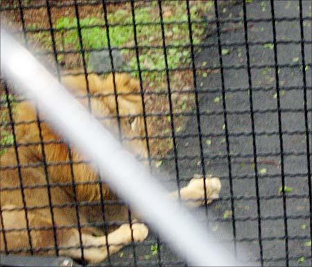 A lion sits by the side of the road