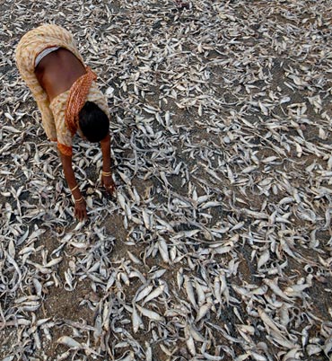 A woman arranges to dry fish at Kopalauppada village in the southern Indian state of Andhra Pradesh