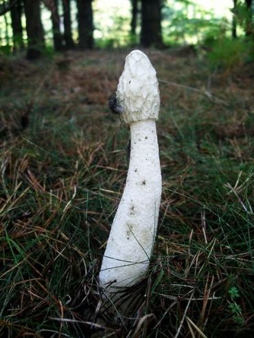 The terrible smell of a stinkhorn mushroom is sure to leave you without an appetite!