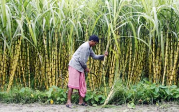 A farmer works inside a sugarcane field at Moynaguri village, about 66 km north of the eastern Indian city of Siliguri