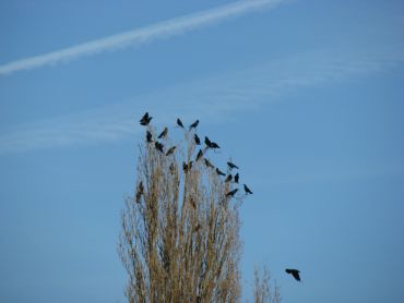 A treeful of crows