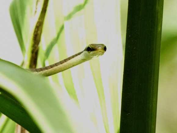 A snake in Babu's garden