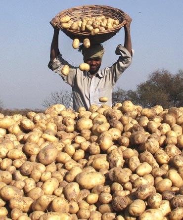 Having potatoes in measured proportion won't lead you to put on weight