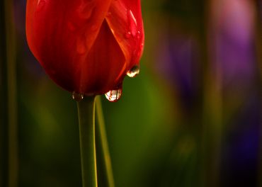 Tears from a tulip