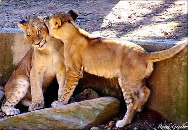 Lion cubs enjoying themselves at National Zoo, Washington DC