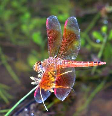 A dragonfly and its transparent wings