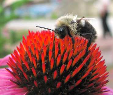 A bee atop a flower sucking nectar