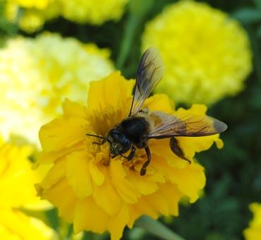 Feeding from flowers!