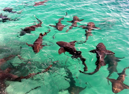 Aggregation of nurse sharks at Highborne Cay, Bahamas.