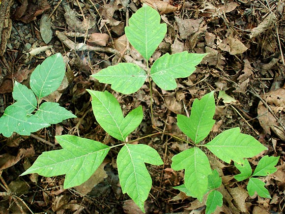 Poison ivy contains an irritating, oily sap that triggers a reaction