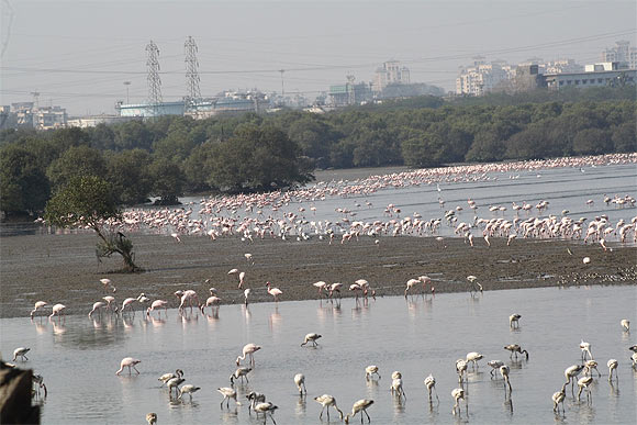 Flamingos in Mumbai