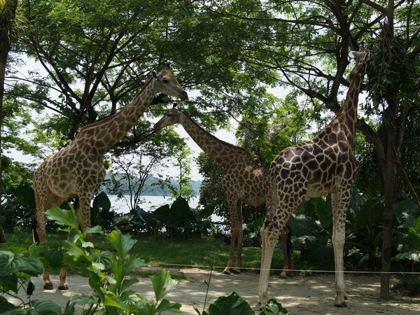 Giraffes at Singapore Zoo