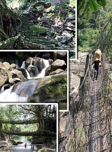 Living root bridges of Cherrapunji