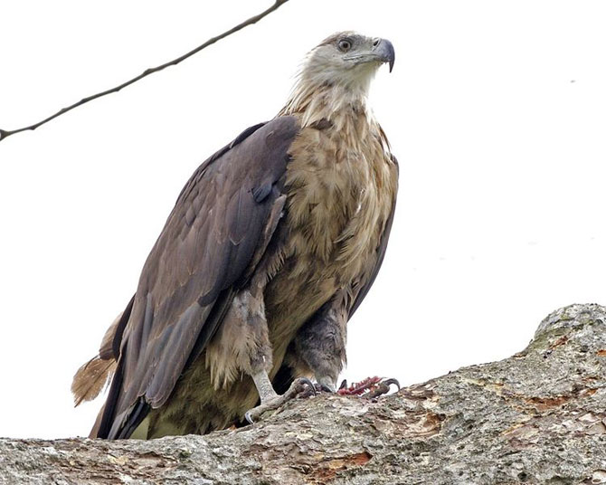 Pallas Fishing Eagle