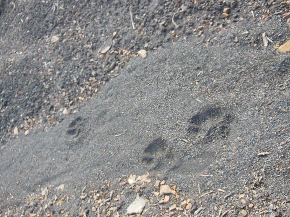Hours old pugmarks of a young snow leopard. The older the cats get, the more spread out their paws become