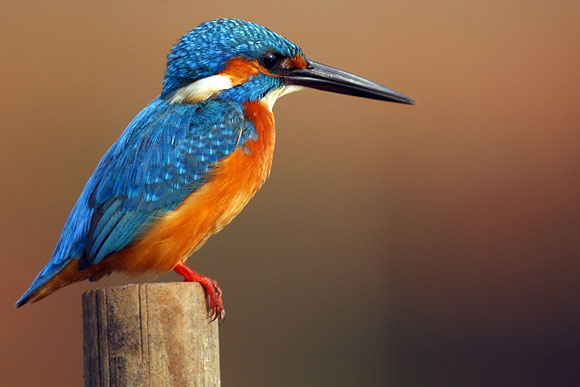 The common Kingfisher