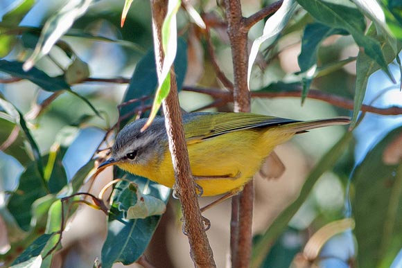 A Gray hooded warbler in Jungle Lore Lodger, Pangot.