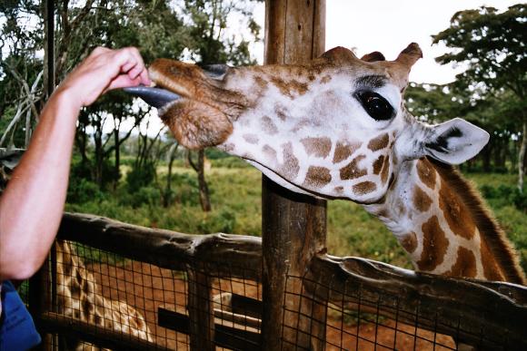 Animal orphanage and Giraffe Centre, Nairobi