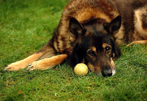 A German Shepherd waiting for someone to play with him.