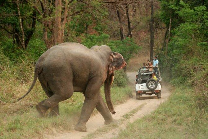 Jim Corbett National Park