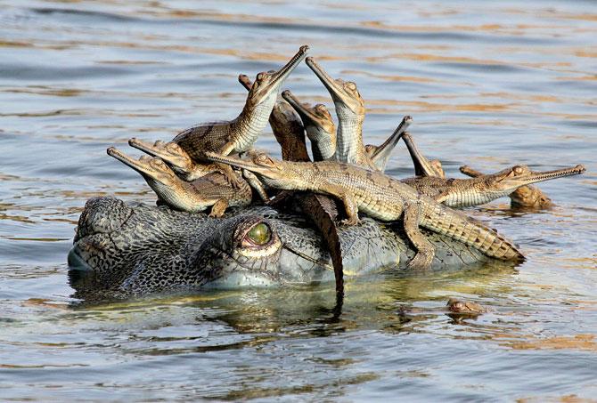 The photograph that won Udayan Rao Pawar the Wildlife Photographer of the Year 2013.