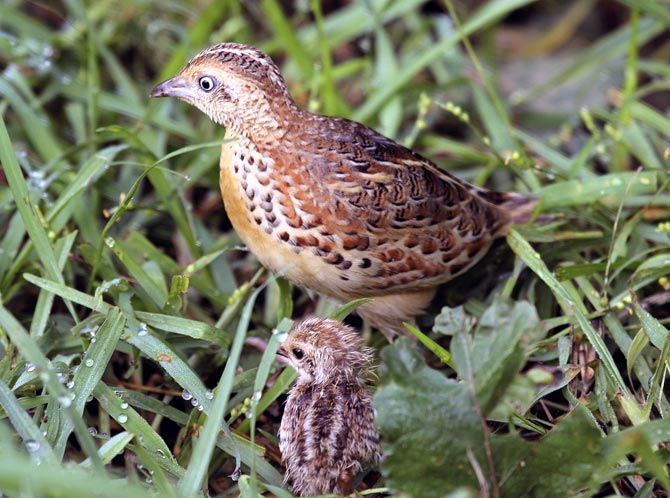 Udayan Rao Pawar has travelled extensively to photograph animals and birds. This picture is of the Small Buttonquail with its chick. The specie is unique because the male takes care of the young ones.