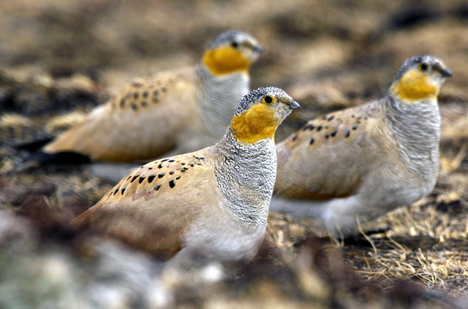 Pawar took this picture of the Tibetan Sandgrouse at the Tso Lhamu plateau of North Sikkim at some 17,000 feet, braving chilly winds.