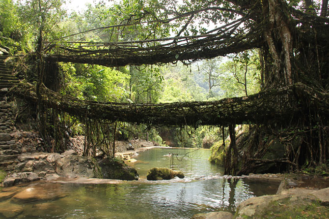 Living Root Bridges of Cherrapunji, Meghalaya