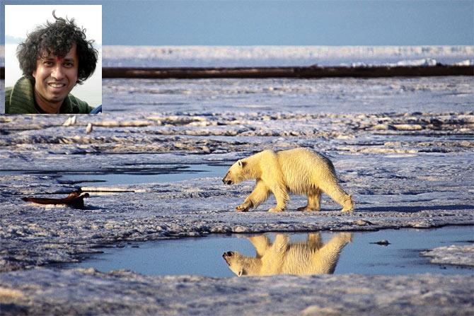 Polar bear on bernard harbor, Barter Island, June 2001; Inset: Subhankar Banerjee