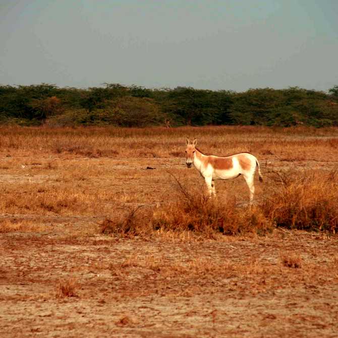 Indian Wild Ass Sanctuary in the Rann of Kutch