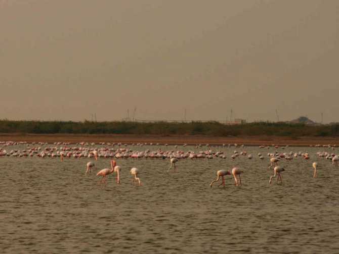 Flamingos inside the Indian Wild Ass Sanctuary in the Rann of Kutch.