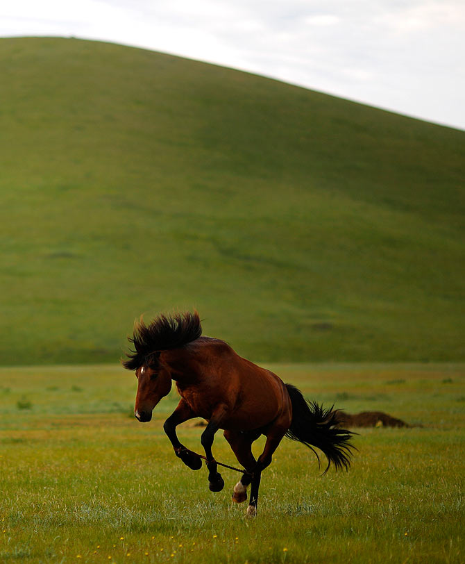 A horse is tied as part of its training to be a racing horse at an area of grasslands located 70km (43 miles) from the Mongolian capital city Ulan Bator