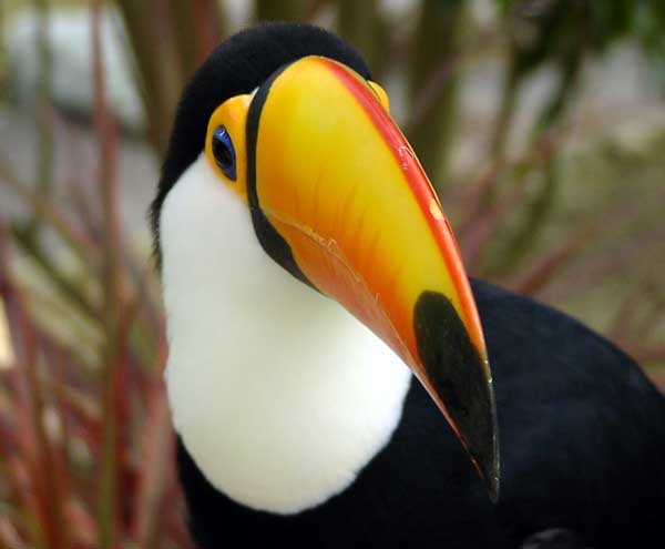 The Toco toucan is one of the many species of birds found in Brazil.