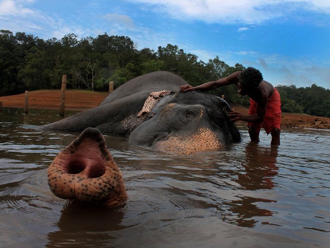 In captivity, the mahout is everything to the elephant.