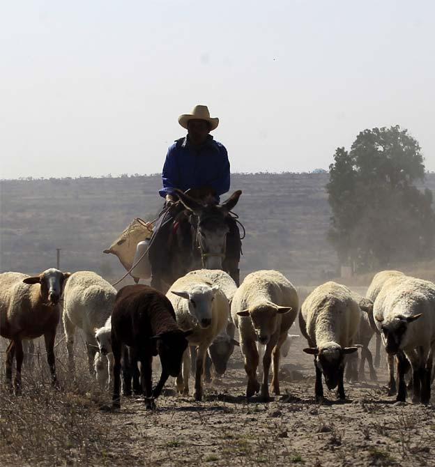 What is the plural of 'sheep'?