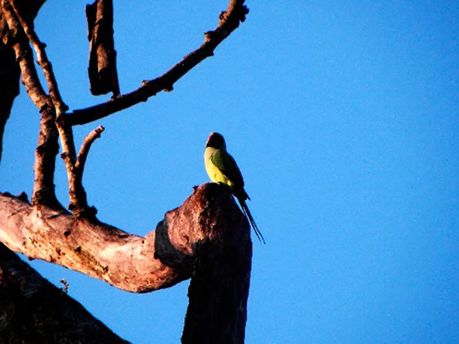 A lone parrot against the beautiful blue backdrop of the sky above