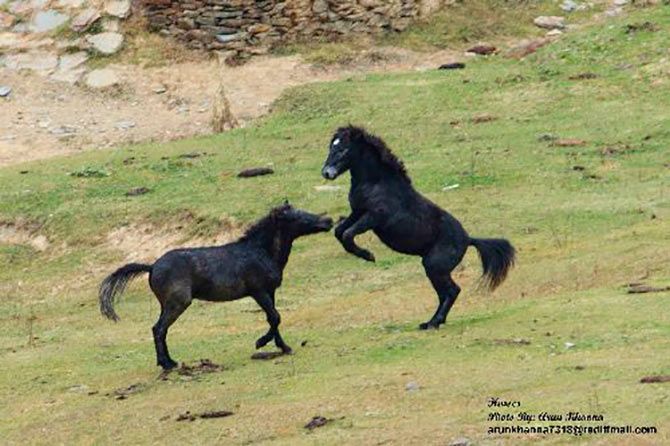 Wild horses indulge in a friendly banter