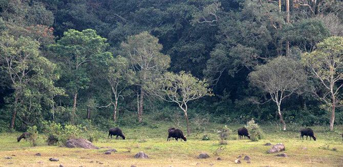 Wild bison at Periyar Lake. (Pic credit: Suchismita Bannerji)