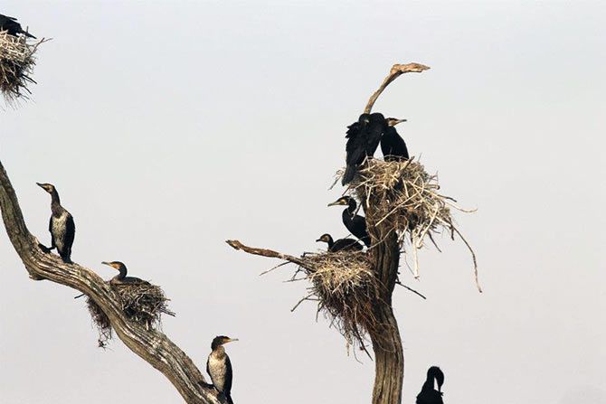 A number of cormorants. (Pic credit: Suchismita Bannerji) 