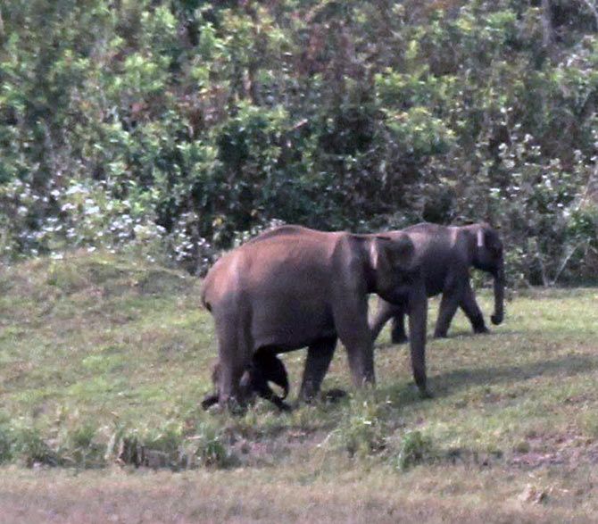 Watching the elephants at Periyar Lake. (Pic credit: Suchismita Bannerji)