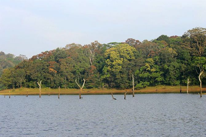 Periyar Lake, Thekkady, Kerala (Pic credit Suchismita Bannerji)
