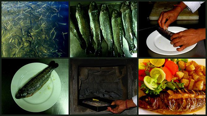 Trout in Manali