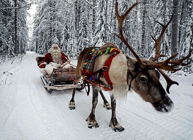 Reindeer in Lapland